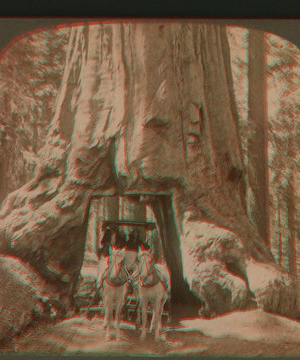 Wawona, as we drove through it, Mariposa Grove, California. 1867?-1902 1902