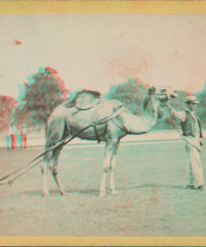 View in Central Park. [1865?-1901?]