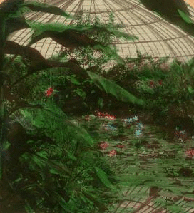 Lily pond, Schenley Park, Pittsburg, Pa., U.S.A. [Color view.] 1868?-1915?