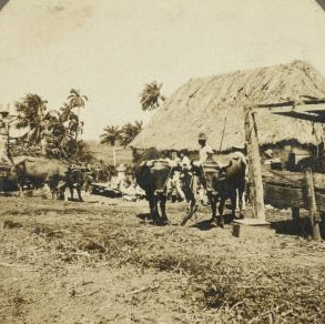 Farming Scene, Province of Havana, Cuba. [ca. 1900]