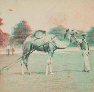 View in Central Park. [1865?-1901?]