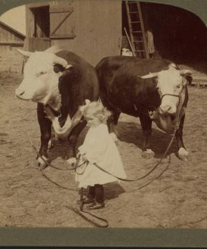 A little farmer girl and a splendid pair of Herefords -- bull and cow -- stock farm, Kansas. 1868?-1906? 1903