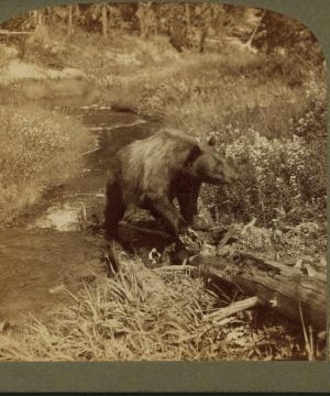 Grizzly Bear at home in the wooded wilderness of famous Yellowstone Park, U.S.A. 1901, 1903, 1904