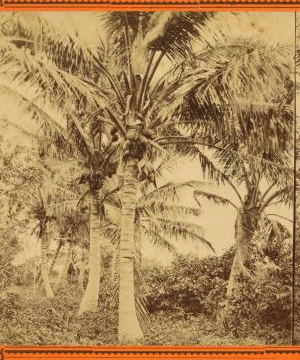 [Coconut trees.] 1870?-1910?