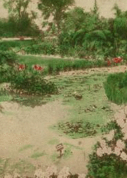 Lily Pond, Tower Grove Park, St. Louis, Mo. U. S. A.. 1870?-1900? 1897