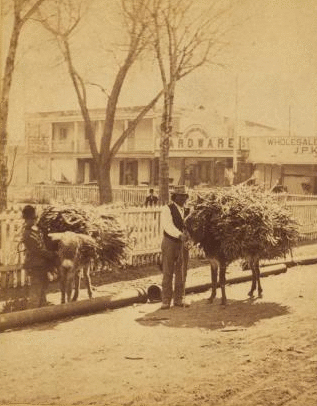[Burros laden with fodder.] 1870?-1885?