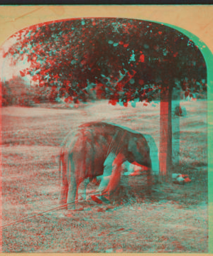 Elephant, Central Park, New York. [1865?-1901?]