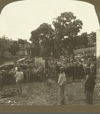 The Donkey Pen of the Mandeville Market where Donkeys are left while the owners are disposing of their produce, Jamaica. 1904