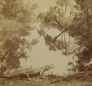 "And the palm tree nodded to the mirror in the jungle" -- winter beauty of the tropics, Ormond, Florida. 1870?-1905? 1904