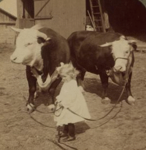 A little farmer girl and a splendid pair of Herefords -- bull and cow -- stock farm, Kansas. 1868?-1906? 1903