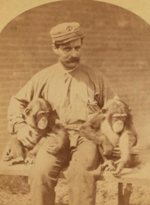 Chimpanzees. Zoological Garden, Philad'a. From Africa, age 4 years. 1876