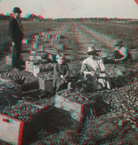 Harvesting onions, truck farming, near Buffalo, N.Y., U.S.A. [1865?-1905?] 1906