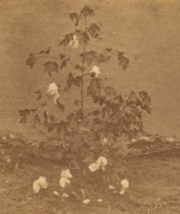 Cotton plant in bloom. 1868?-1901?