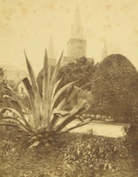 Century plant, French Catherdral, N.O. La. 1868?-1890?