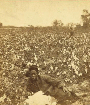 Picking cotton. [Woman resting in the field.] 1868?-1900?