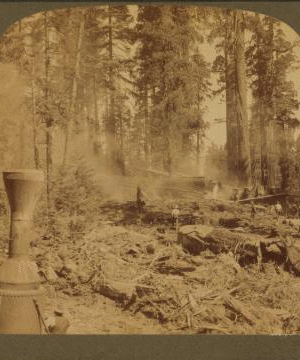 Cutting down the Big Tree - just after the great 100 ft. Sequoia had fallen - Converse Basin, California. 1870?-1910? 1870-1910