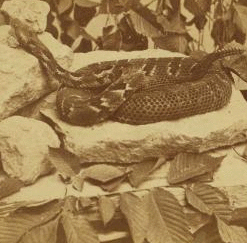 Relaxing rattlesnake, Dubuque, Iowa. 1865?-1875? ca. 1867
