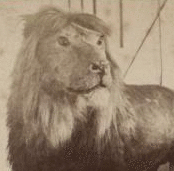 Lion in Central Park. [1865?-1901?]