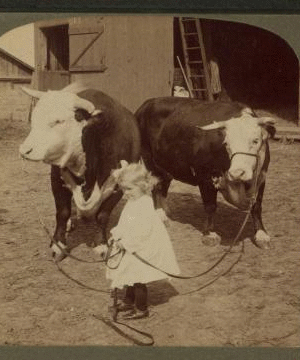 A little farmer girl and a splendid pair of Herefords -- bull and cow -- stock farm, Kansas. 1868?-1906? 1903