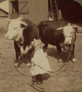 A little farmer girl and a splendid pair of Herefords -- bull and cow -- stock farm, Kansas. 1868?-1906? 1903