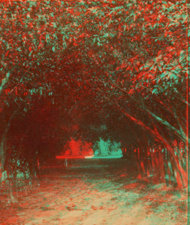 Orange archway on Mr. Ball's place, known as Lover's Lane. 1868?-1895?