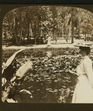 Lily Pond, Eastlake Park, Los Angeles, California, U.S.A. 1870-1909 1870?-1909?