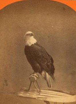 The Centennial photograph of "Old Abe," the live Wisconsin war eagle. Agricultural Hall, (International exposition), Philadelphia, 1876. 1876