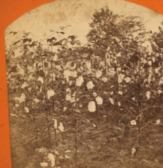 Ripe cotton field. 1868?-1901?