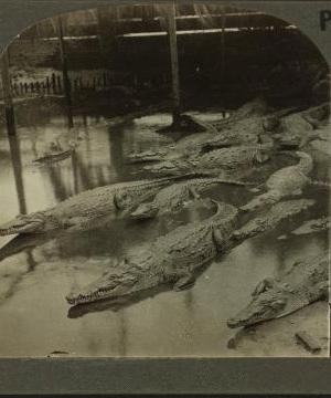 Crocodiles, Palm Beach, Florida. 1870?-1905? [ca. 1905]