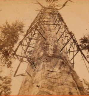 The Mother of the Forest ; 305 feet high ; 63 feet circumference - near view, Calaveras County. ca. 1864?-1874? 1864?-1874?