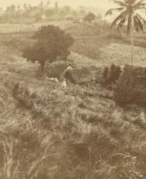 Sugar estate in Lucia, Jamaica. 1871 1871