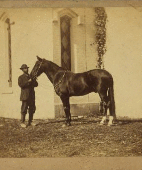 [Horse named] Blue Grass. 186--187- 1865?-1885?