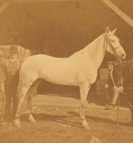 [Groom and horse "Belle" of Philadelphia.] 1876 1860?-1876