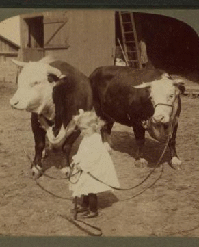 A little farmer girl and a splendid pair of Herefords -- bull and cow -- stock farm, Kansas. 1868?-1906? 1903