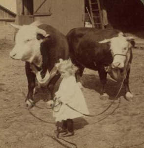 A little farmer girl and a splendid pair of Herefords -- bull and cow -- stock farm, Kansas. 1868?-1906? 1903