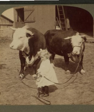 A little farmer girl and a splendid pair of Herefords -- bull and cow -- stock farm, Kansas. 1868?-1906? 1903