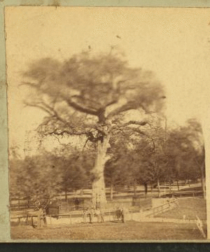 Park Street mall, Boston Common. 1860?-1870?