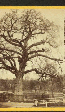 The old elm, Boston Common. 1860?-1890?