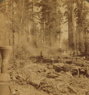 Cutting down the Big Tree - just after the great 100 ft. Sequoia had fallen - Converse Basin, California. 1870?-1910? 1870-1910