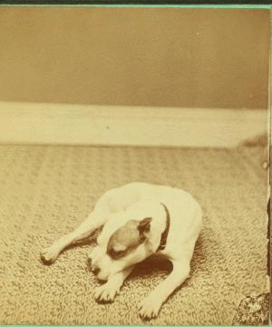 [Studio portrait of a dog.] 1865?-1905?