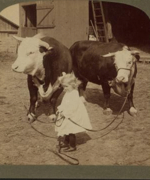 A little farmer girl and a splendid pair of Herefords -- bull and cow -- stock farm, Kansas. 1868?-1906? 1903