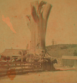 Big Oak at Big Oak Flat, California. ca. 1870 1863-1868