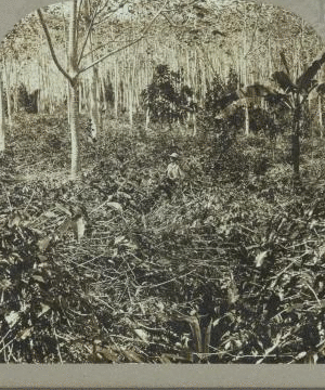 Coffee plantation, Jamaica. 1899