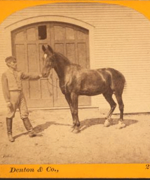 [Man holding horse in front of stable door.] 1865?-1885?