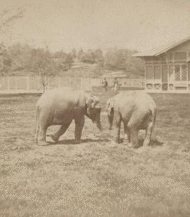 Elephants. [1865?-1901?]