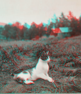 [Cat sitting in a field.] 1915-1919 1918