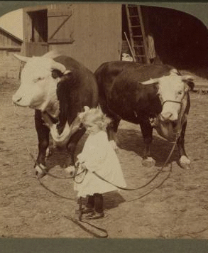 A little farmer girl and a splendid pair of Herefords -- bull and cow -- stock farm, Kansas. 1868?-1906? 1903