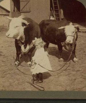 A little farmer girl and a splendid pair of Herefords -- bull and cow -- stock farm, Kansas. 1868?-1906? 1903