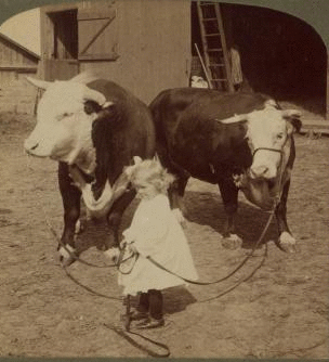 A little farmer girl and a splendid pair of Herefords -- bull and cow -- stock farm, Kansas. 1868?-1906? 1903