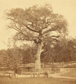 Old elm tree on Boston Common. 1860?-1870?